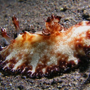 3_47Nudibranch