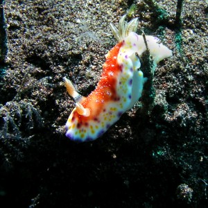 3_12Nudibranch