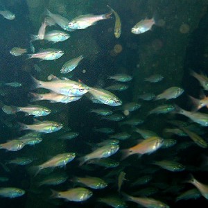 school of fish, Chinsen