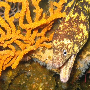 Moray eel