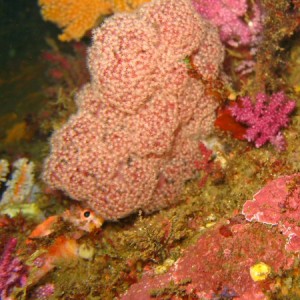 Chinsen - hiding orange fish