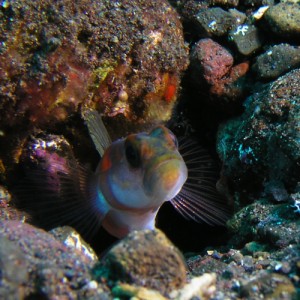 3_22Goby
