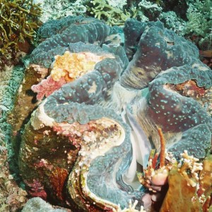 Giant Clam, Komodo