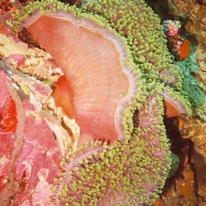 Sea Anemone, Komodo