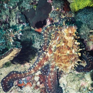 Octopus, Komodo