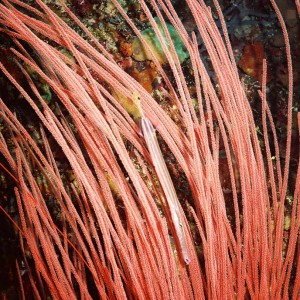 Trumpetfish in whip coral