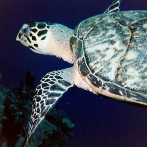 Hawksbill