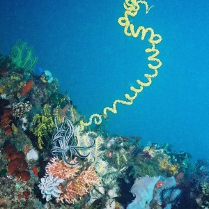 Whip Coral, Komodo