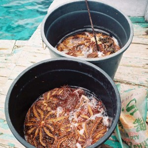 COTS in a bucket
