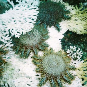 COTs feeding on coral