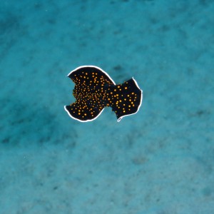 Flatworm swimming