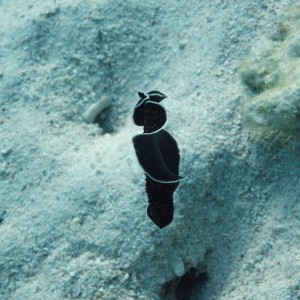 Flatworm swimming