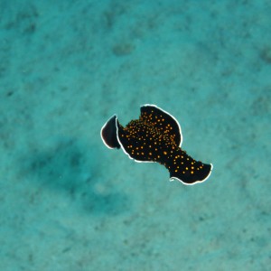 Flatworm swimming