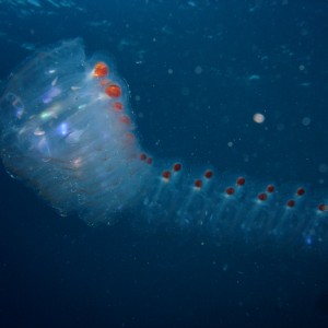 Jellyfish eggs