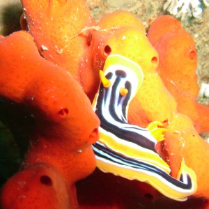 Nudibranch
