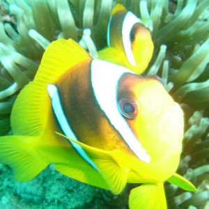 Protective Clownfish