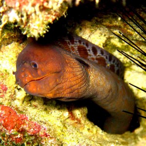 Moray