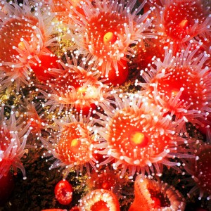 Beuatiful Strawberry Anemone's