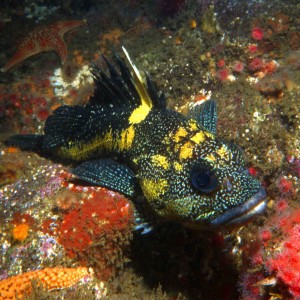 Sebastes Nebulosus - Sonoma