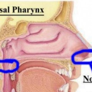 nasal_cavity_lateral