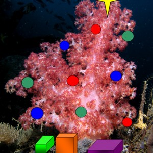 Xmas / Anenome