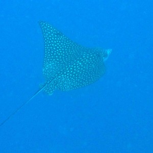 spotted eagle ray