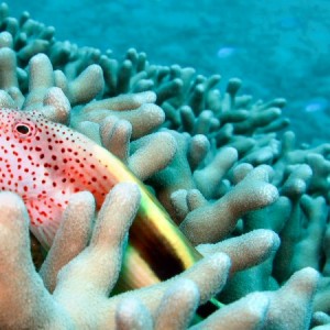 Living in the Coral