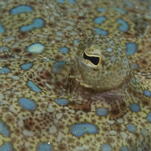 Peacock Flounder eye