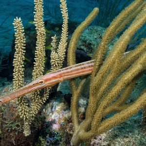 Trumpet fish