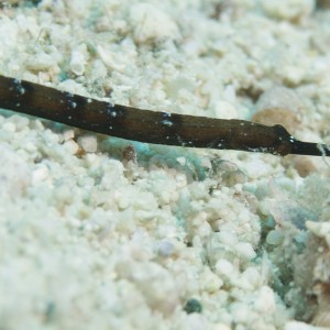 Pipefish