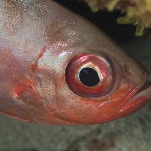 Glasseye Snapper