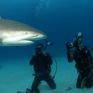 Stuart Cove Sharke Dive 2