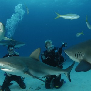 Shark Dive3