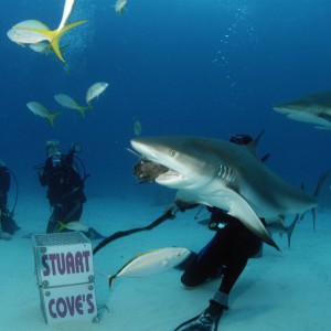 Shark Dive1