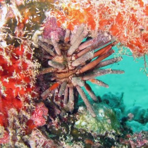 urchin 3