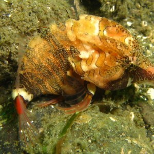 Grunt Sculpin