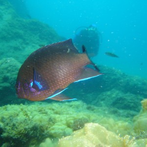 Lanzarote - Fish