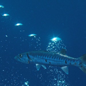 Barracuda