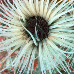 Tube Anenome