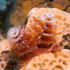 Christmas Tree Worm