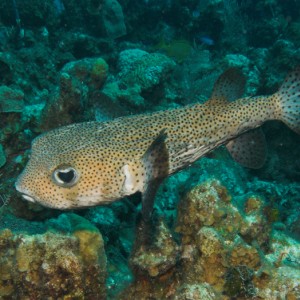 Porcupine Fish