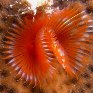 Horseshoe Worm