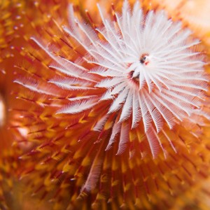 Christmas Tree Worm close-up