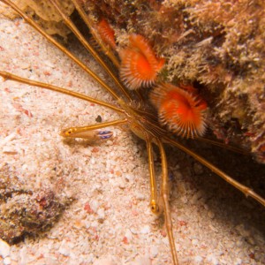 Arrow Crab and Horseshoe Worms