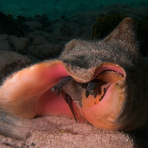 Conch