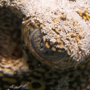 Stingray eye