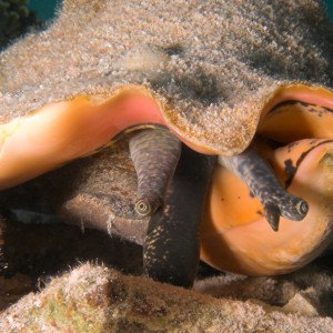 Conch