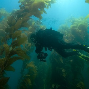 Muggs in Kelp