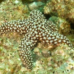 Starfish