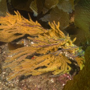 Catalina Sea Fan